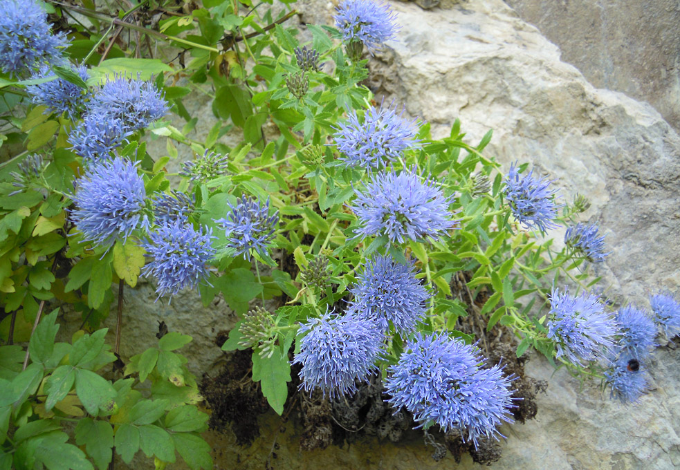 Eine botanische Bergreise - Bulgarien